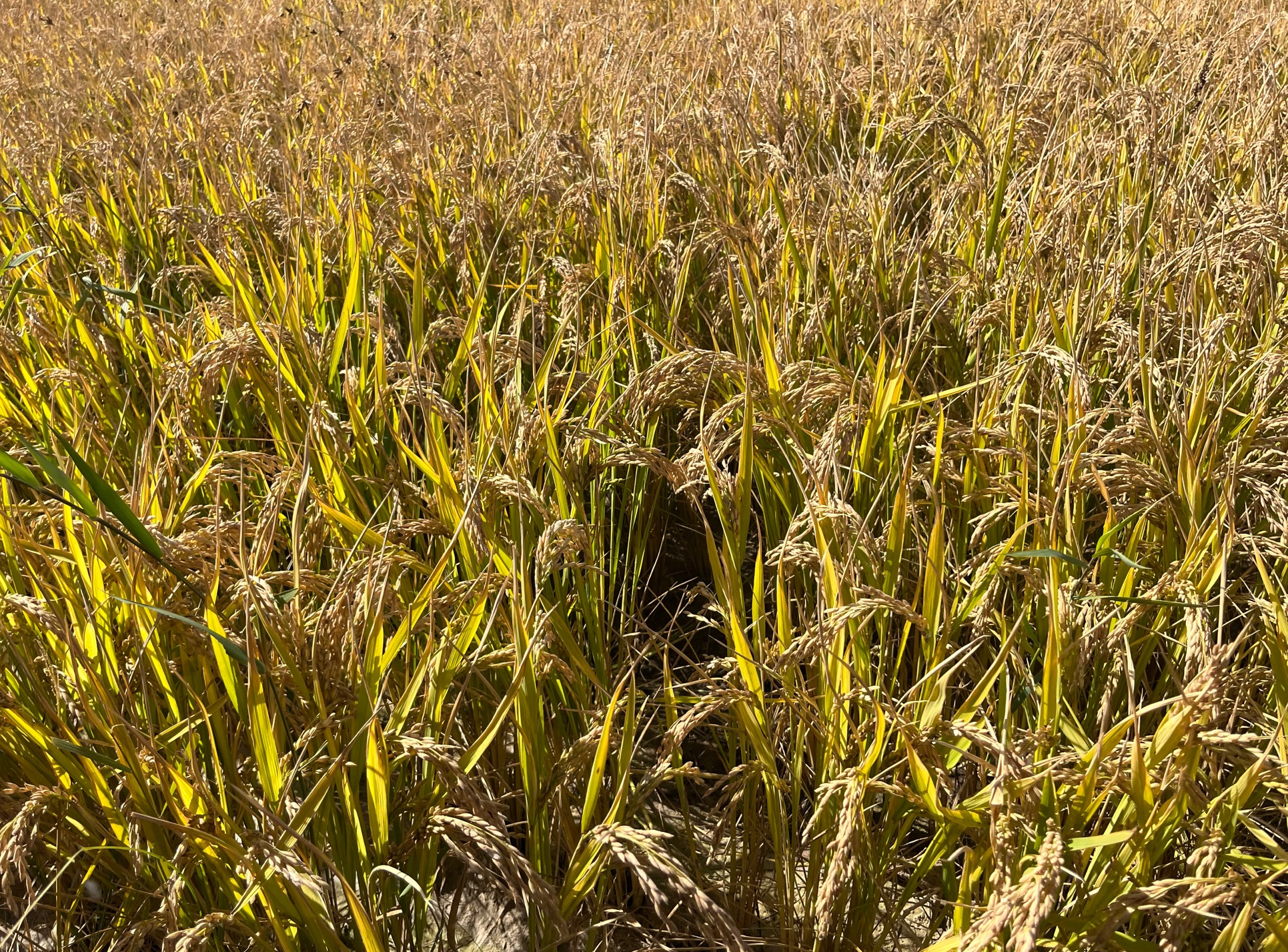 微信图片_20231010103822 微信图片_20231010103822